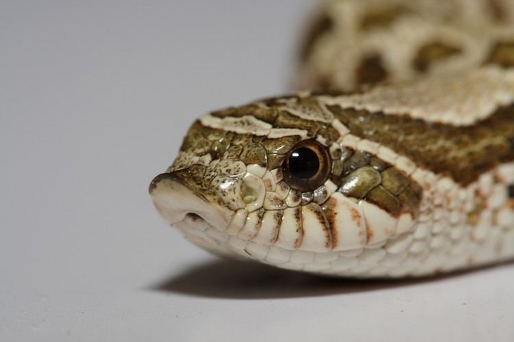 Hognose Watch Hognose Snake Fakes Death In Most Overacted Way Science Sushi