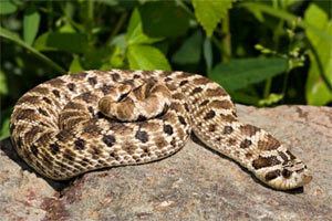 Hognose Western Hognose Snake Warner Nature Center