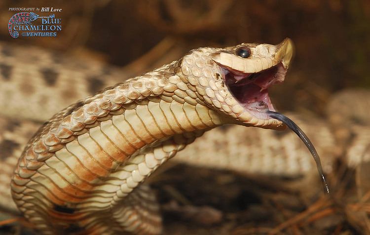 Hognose Everything You Need to Know About Hognose Snakes Wide Open Pets