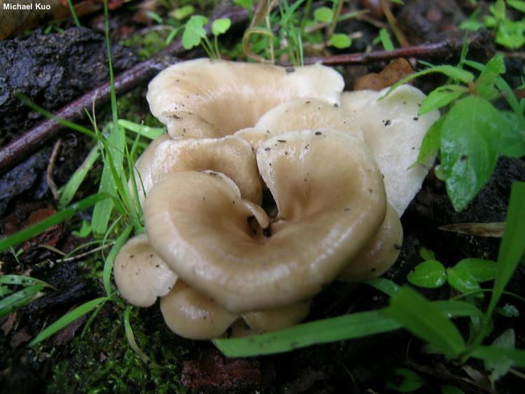 Hohenbuehelia Hohenbuehelia petaloides MushroomExpertCom