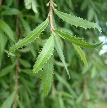 Hoheria angustifolia httpsuploadwikimediaorgwikipediacommonsthu
