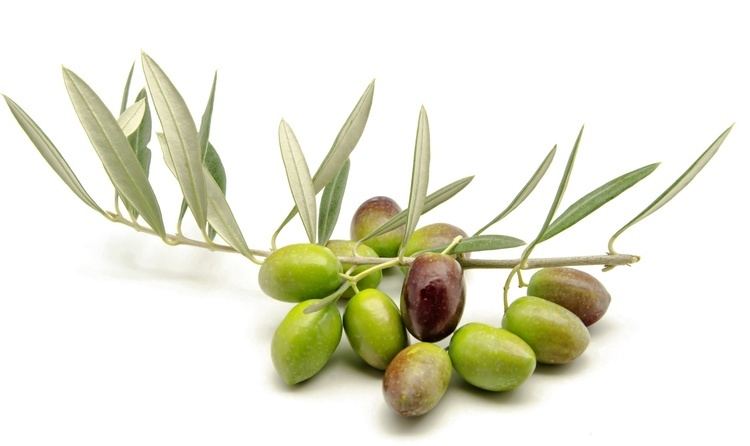 Hojiblanca Hojiblanca Extra Virgin Olive Oil Olive Amelia