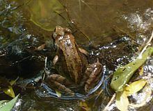 Hokkaidō frog httpsuploadwikimediaorgwikipediacommonsthu