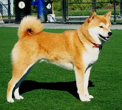 Hokkaido (dog) Hokkaido Dog Breed Info Characteristics Traits