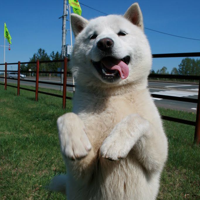 Hokkaido (dog) Hokkaido Breed Guide Learn about the Hokkaido