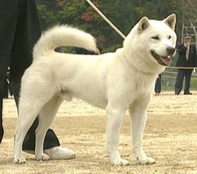 Hokkaido (dog) Ainu Dog Pictures Diet Facts Habitat Behaviour Life Cycles