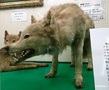 Hokkaido wolf httpsuploadwikimediaorgwikipediacommonsthu