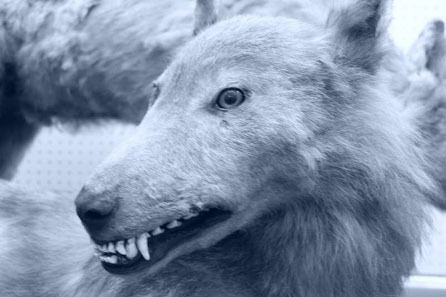 Hokkaido wolf Wolves Of The World Hokkaido Wolf Canis lupus hattai