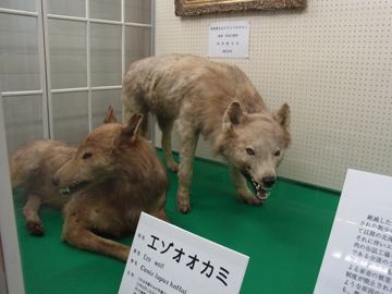 Hokkaido wolf Reintroducing predators Hokkaido island in Japan Biodiversity