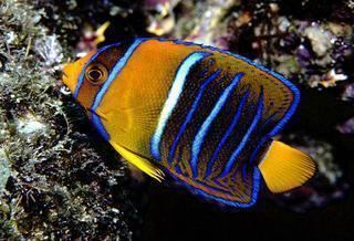 Holacanthus passer Holacanthus passer King Angelfish Discover Life