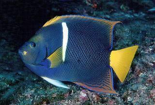 Holacanthus passer Holacanthus passer King Angelfish Discover Life