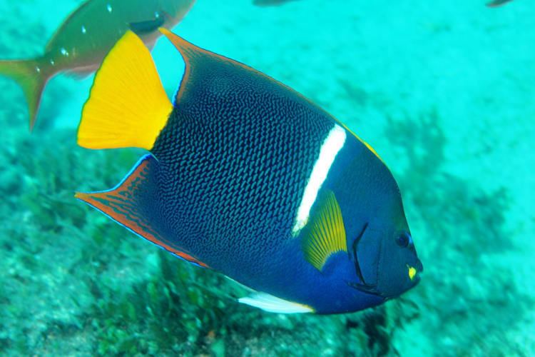 Holacanthus passer 1000 images about Fishes angelfishes and butterflyfishes on