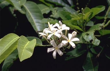 Holarrhena floribunda Agrofostree Species profile
