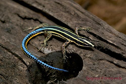 Holaspis neon bluetail tree lizard sml holaspis guentheri Segrest Farms