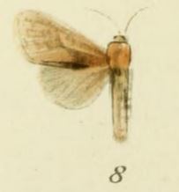 Holcoceroides