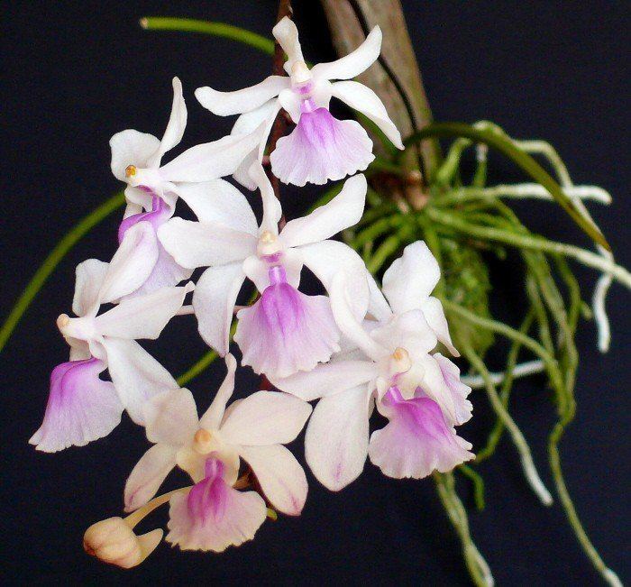 Holcoglossum amesianum Holcoglossum amesianum Orchids Forum