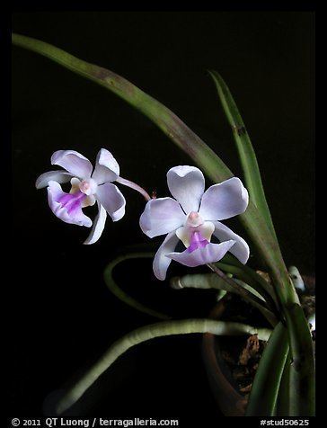 Holcoglossum amesianum PicturePhoto Holcoglossum amesianum A species orchid