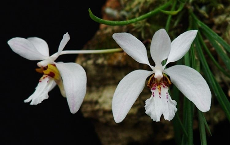 Holcoglossum Holcoglossum wangii presented by Orchids Limited