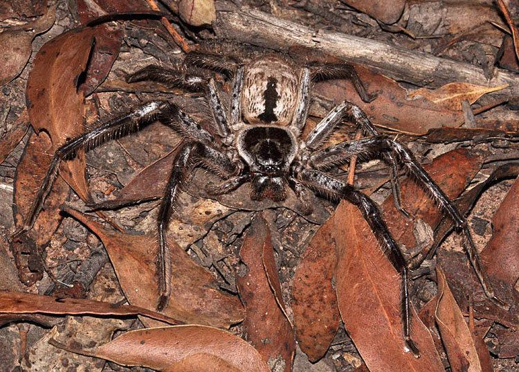 Holconia Holconia immanis Grey Huntsman