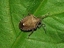 Holcostethus albipes httpsuploadwikimediaorgwikipediacommonsthu