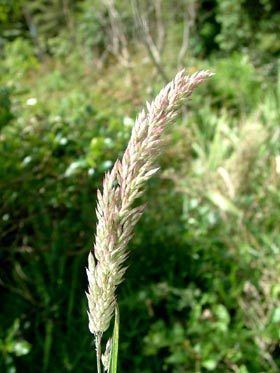 Holcus Holcus lanatus New Zealand Plant Conservation Network