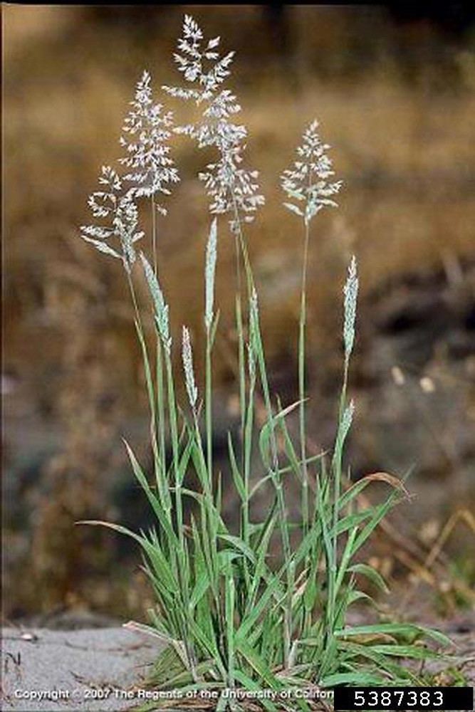 Holcus Holcus lanatus common velvet grass Go Botany