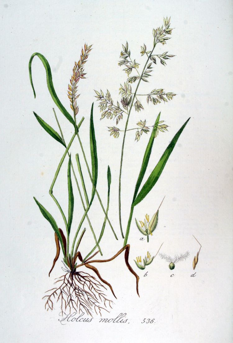 Holcus mollis FileHolcus mollis Flora Batava Volume v7jpg Wikimedia Commons