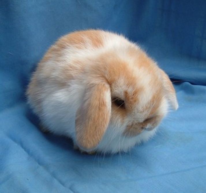 dutch mini lop rabbit