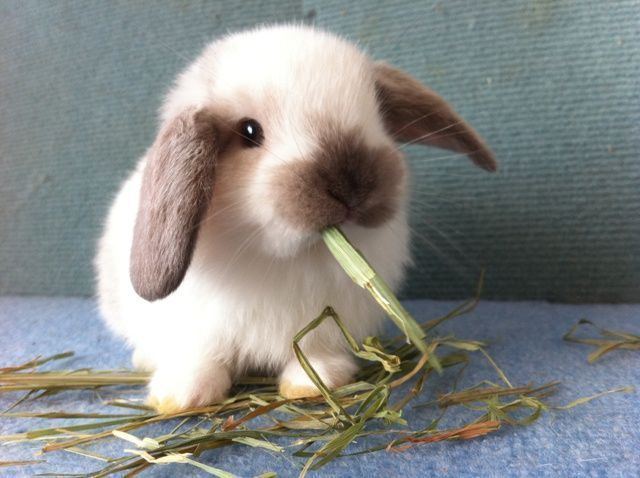 Holland Lop 1000 ideas about Holland Lop on Pinterest