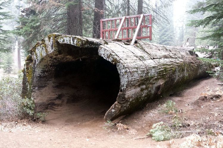Hollow Log (Balch Park)