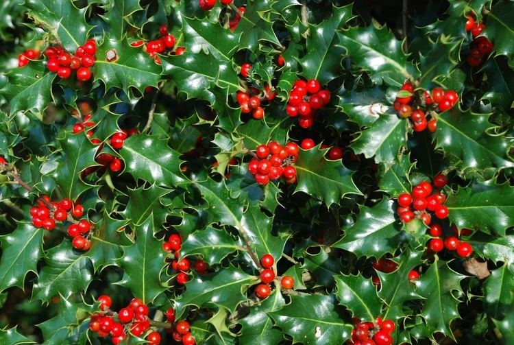 Holly Happy HollyDays Giles Landscapes CMS