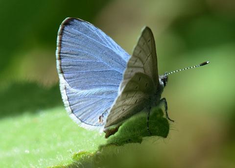 Holly blue Echo Blue Butterfly Celastrina argiolus