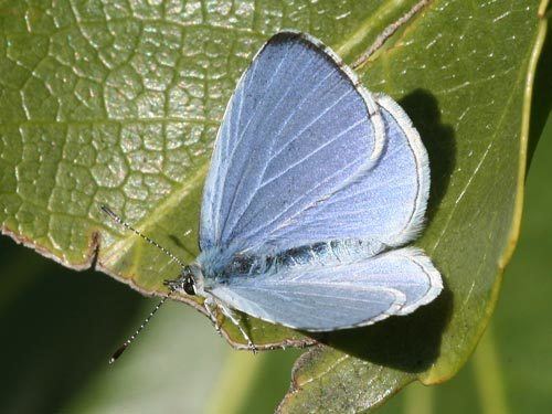 Holly blue Celastrina argiolus on euroButterflies by Matt Rowlings