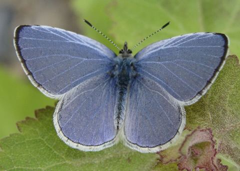 Holly blue Echo Blue Butterfly Celastrina argiolus