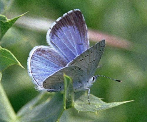 Holly blue Holly blue Celastrina argiolus