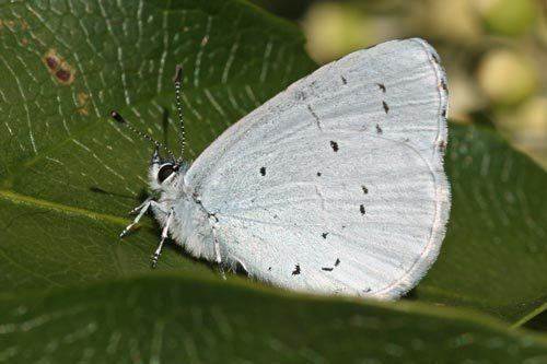Holly blue Celastrina argiolus on euroButterflies by Matt Rowlings