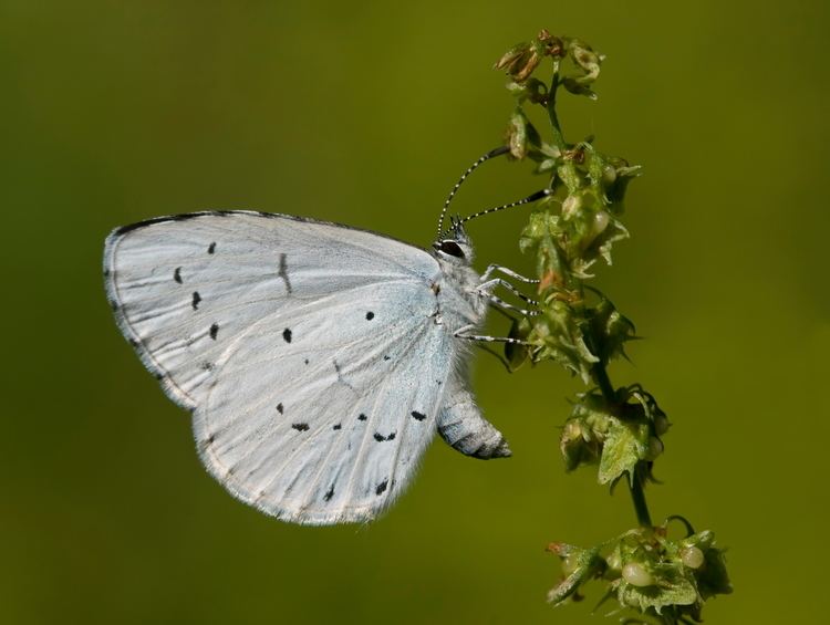 Holly blue FileCelastrina argiolus 2lozjpg Wikimedia Commons