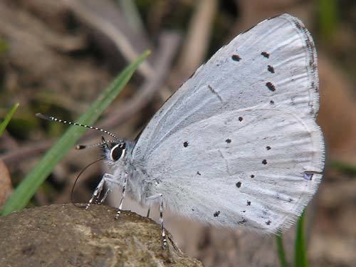 Holly blue wwweurobutterfliescompicsaargiolus8jpg