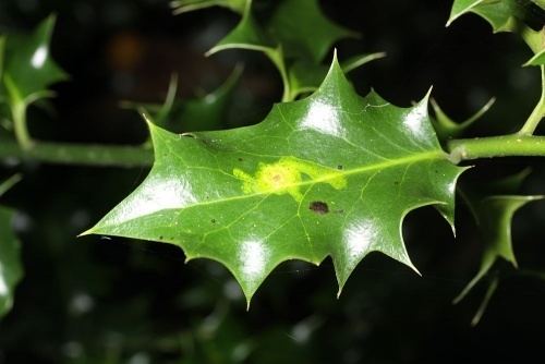 Holly leaf miner Holly Leafminer Staffordshire Ecological Record