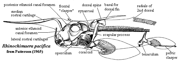 Holocephali Palaeos Vertebrates Chondrichthyes Holocephali