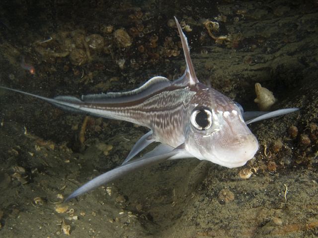 Holocephali Cartilaginous Fish Holocephali