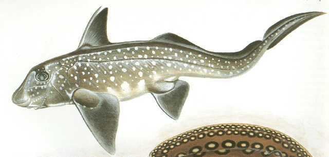 Holocephali Biology 348 Fish Classification
