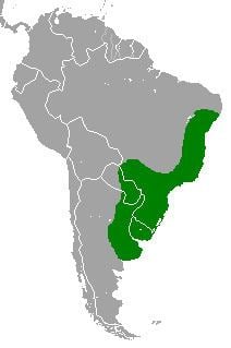 Holochilus brasiliensis httpsuploadwikimediaorgwikipediacommonsaa