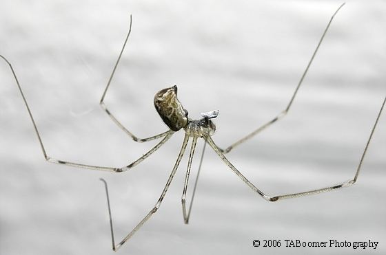 Holocnemus Daddy Long Legs with Prey Holocnemus pluchei BugGuideNet