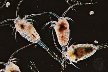 Holoplankton Marine Science Quiz 1217 Marine Biology with Wildes at Weston