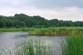 Holosiivskyi National Nature Park httpsuploadwikimediaorgwikipediacommonsthu