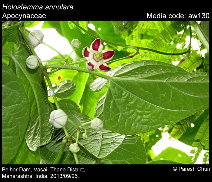 Holostemma Nectar plants Holostemma annulare Butterflies of India