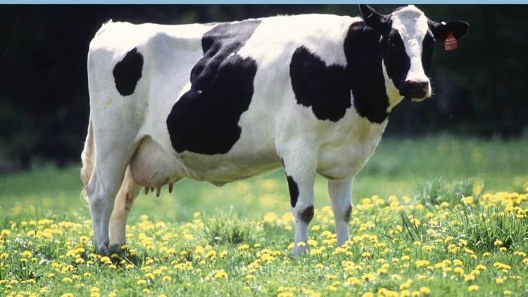 Holstein Friesian cattle Holstein Friesian cattle Video Learning WizSciencecom YouTube