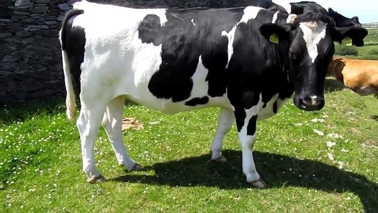 Holstein Friesian cattle Holsteins cow Leacanabuaile Fort Ring of Kerry County Kerry