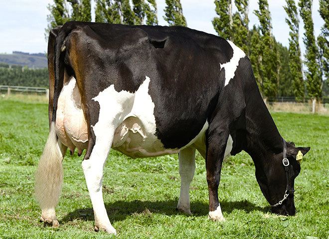 Holstein Friesian cattle HolsteinFriesian cow Dairying and dairy products Te Ara